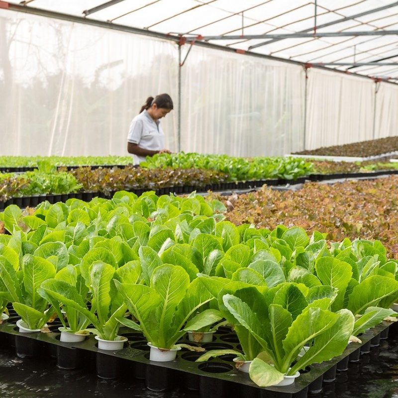 Les bienfaits de l'agriculture biologique