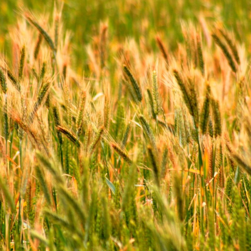 La crise alimentaire mondiale