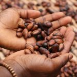 Hausse du prix du cacao